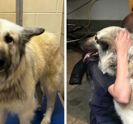 Dog reunites with owner who had to give her up because she was homeless