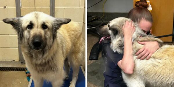 Dog reunites with owner who had to give her up because she was homeless