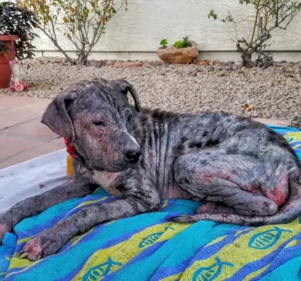 Dog is found on street with horrible skin condition