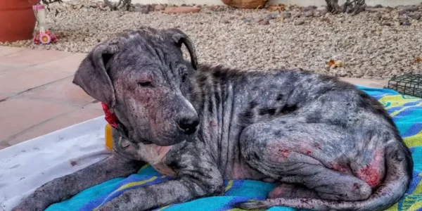 Dog is found on street with horrible skin condition