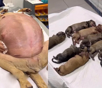 But now, the time had come for her to give birth, and she knew she needed help. As she walked, her contractions became more frequent and intense. She could feel her body preparing for the arrival of her puppies.