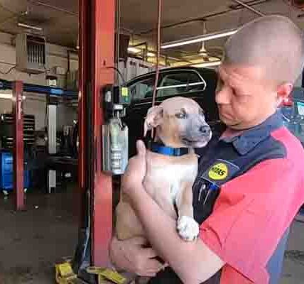 Mechanic Saves A Puppy Stuck In A Backpack In A Dumpster