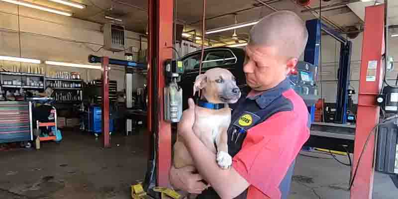 Mechanic Saves A Puppy Stuck In A Backpack In A Dumpster