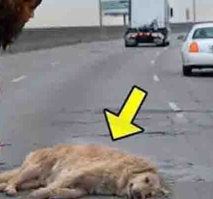 A Pregnant Dog Suddenly Got Hit By A Car, But No One Expected What Happened Next