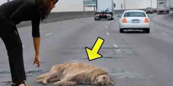 A Pregnant Dog Suddenly Got Hit By A Car, But No One Expected What Happened Next